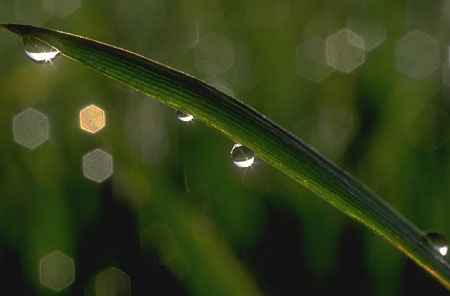 Grass picture