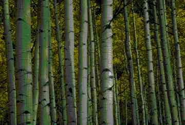 Trees picture